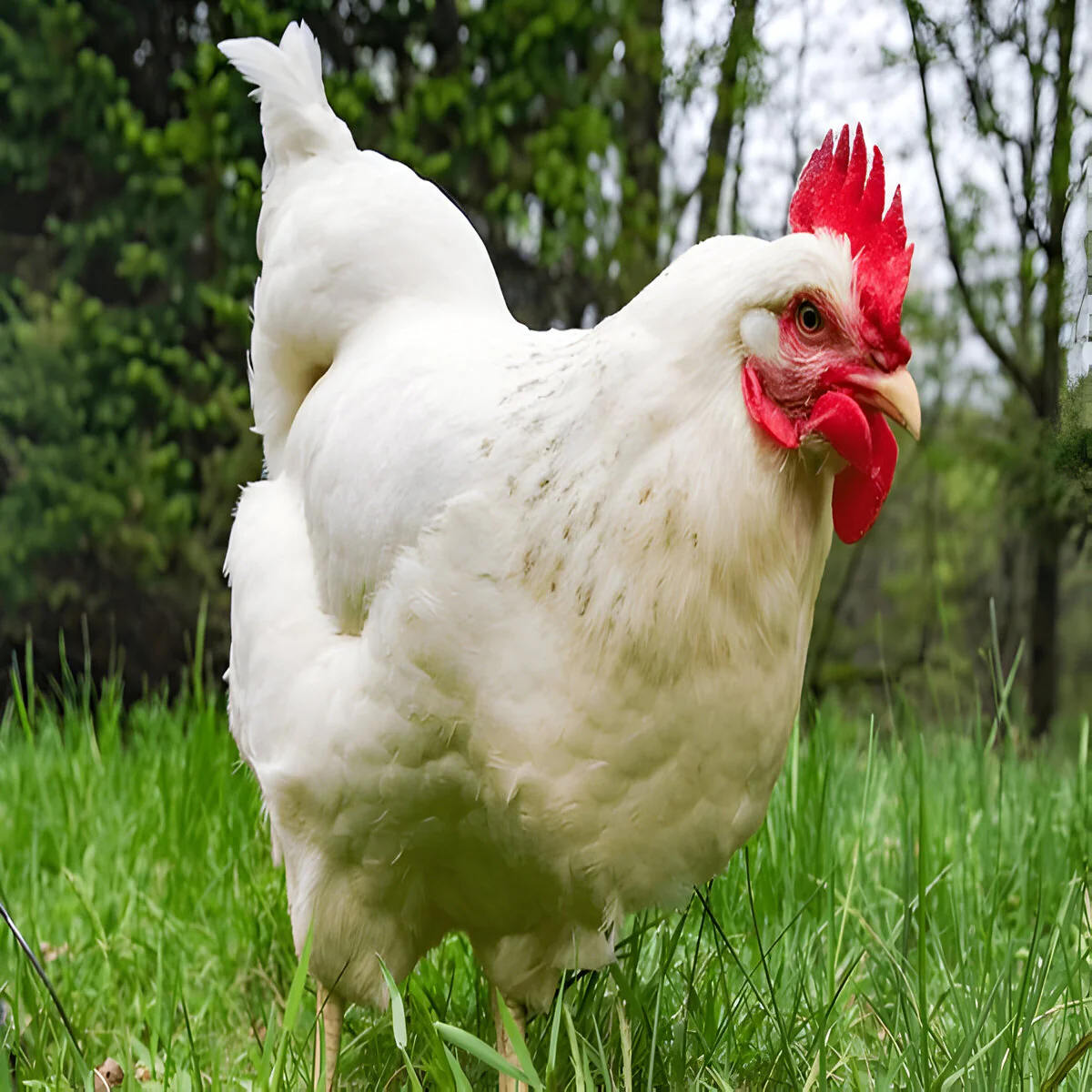 Delaware Chicken - Image 2