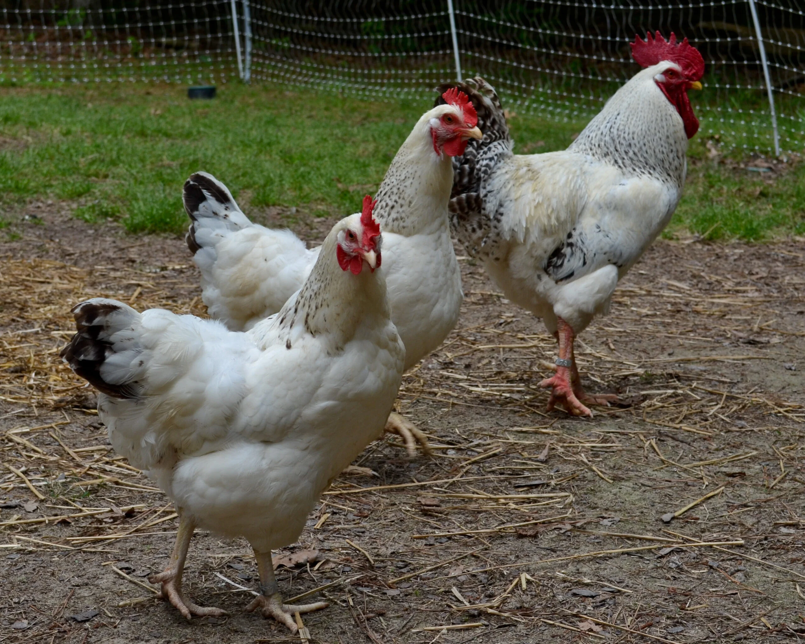 Delaware Chicken - Image 3