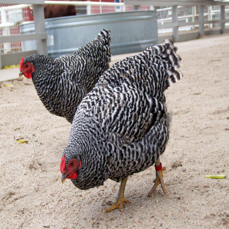 Dominique Bantam