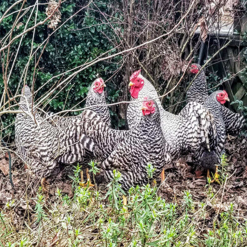 Dominique Bantam - Image 2