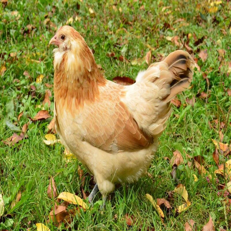 Easter Egger™ Bantam