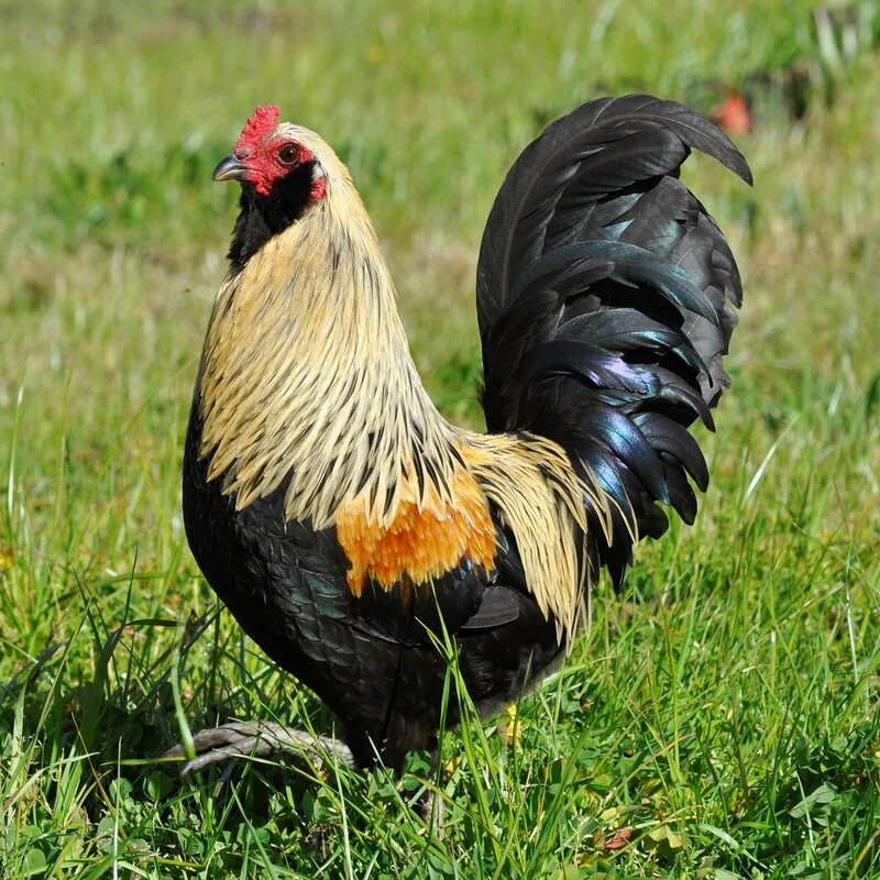 Easter Egger™ Bantam - Image 2