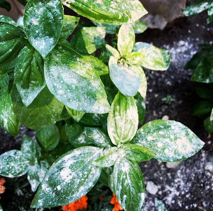 First Saturday Lime Insect Repellent - Image 14