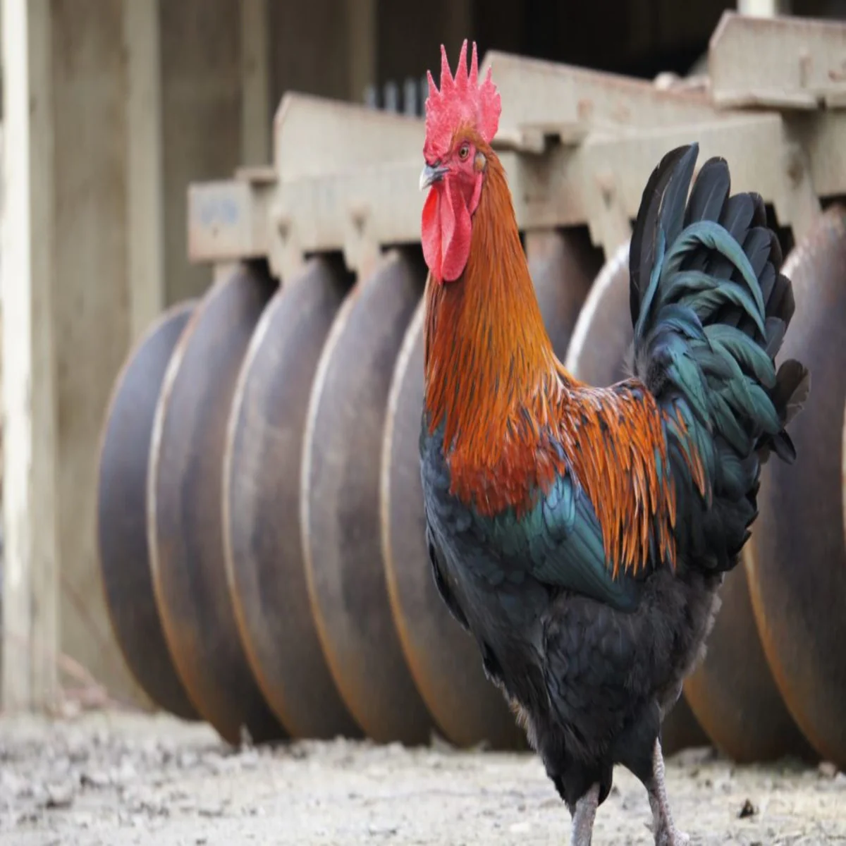 French Black Copper Marans - Image 3