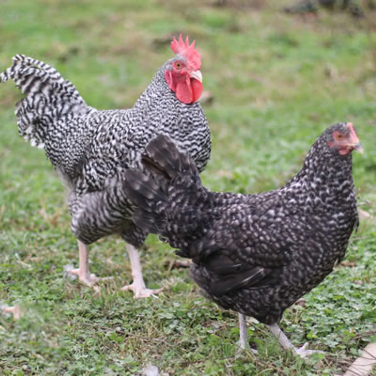 French Cuckoo Marans - Image 3