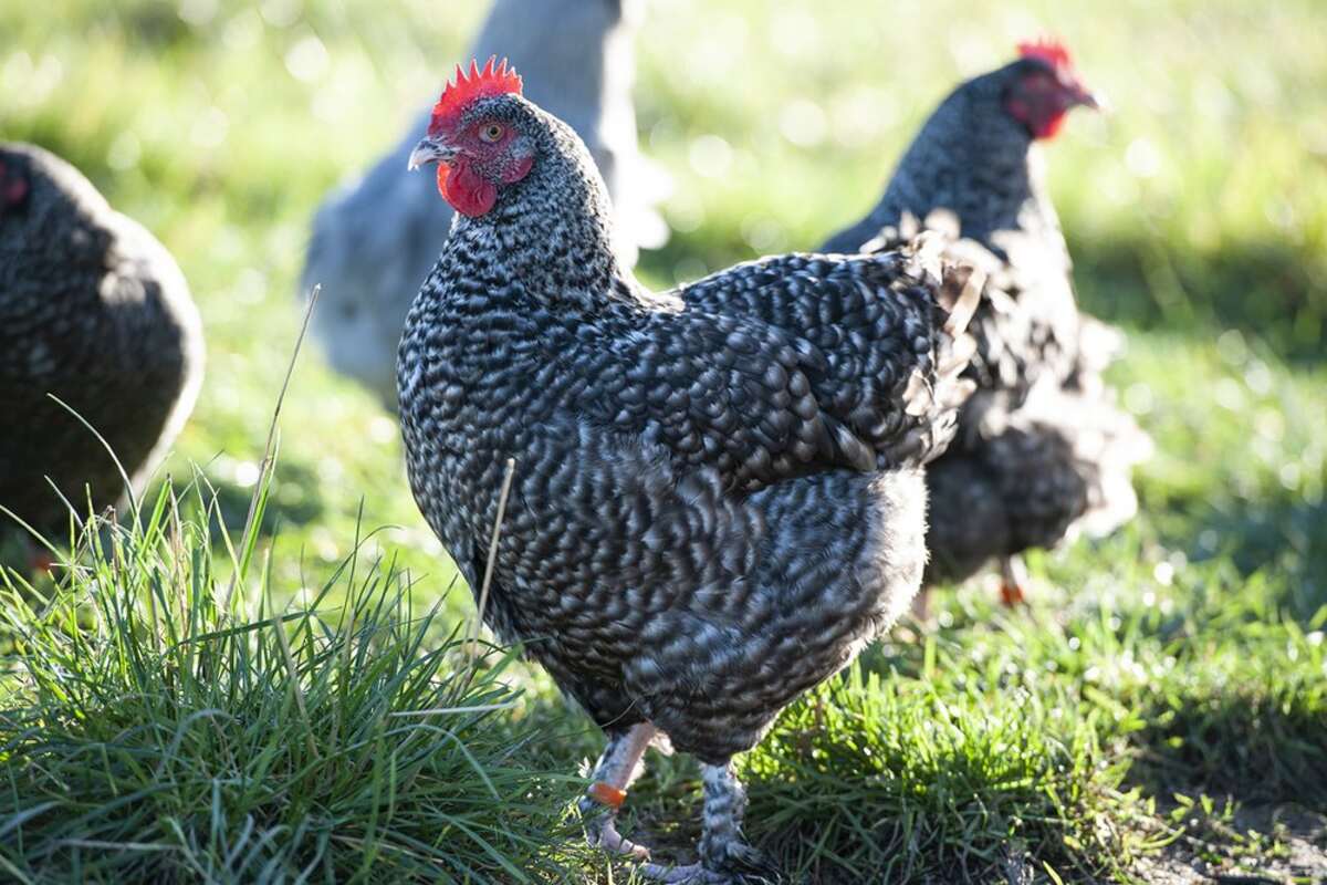 French Cuckoo Marans - Image 4