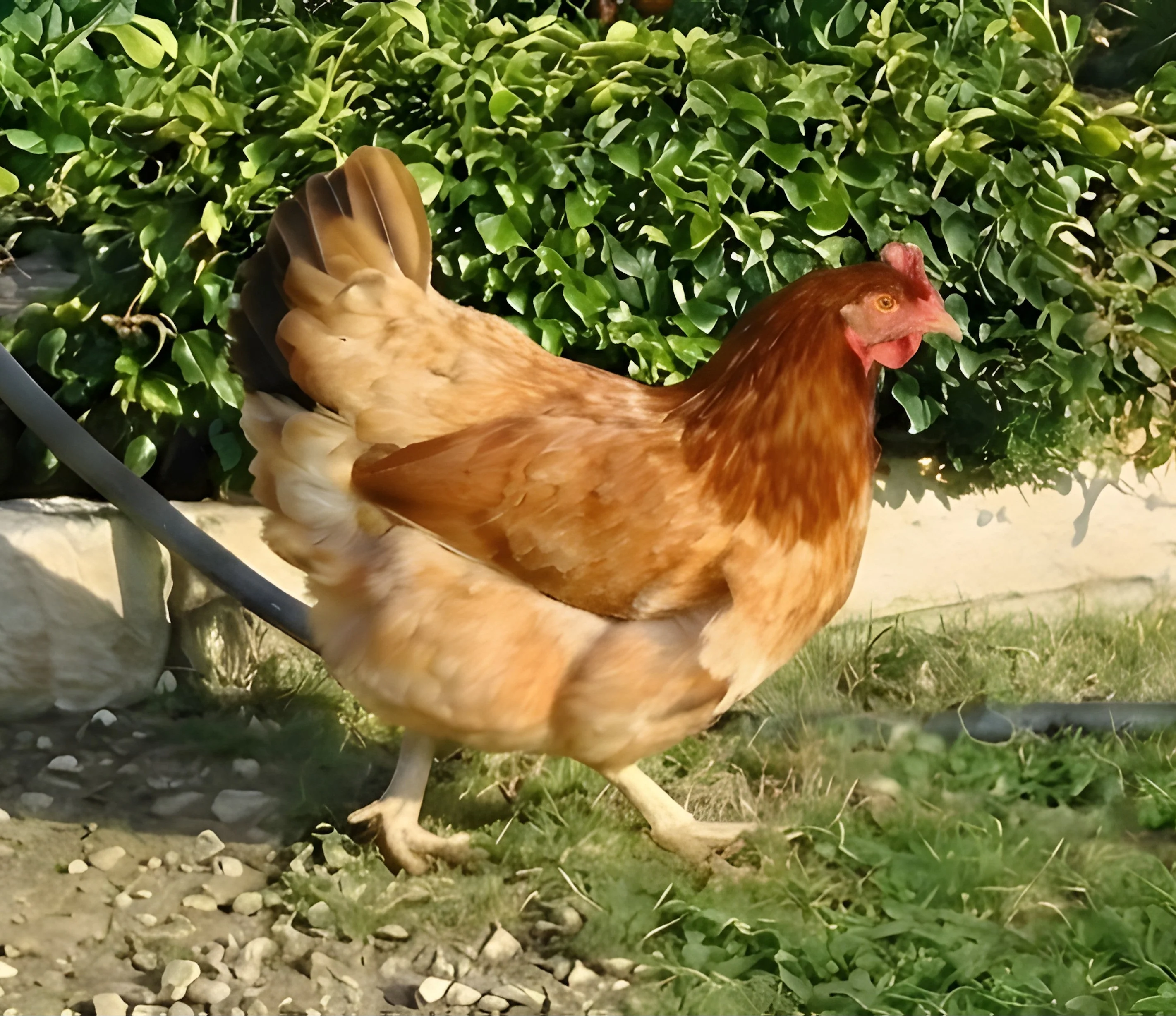 French Wheaten Marans
