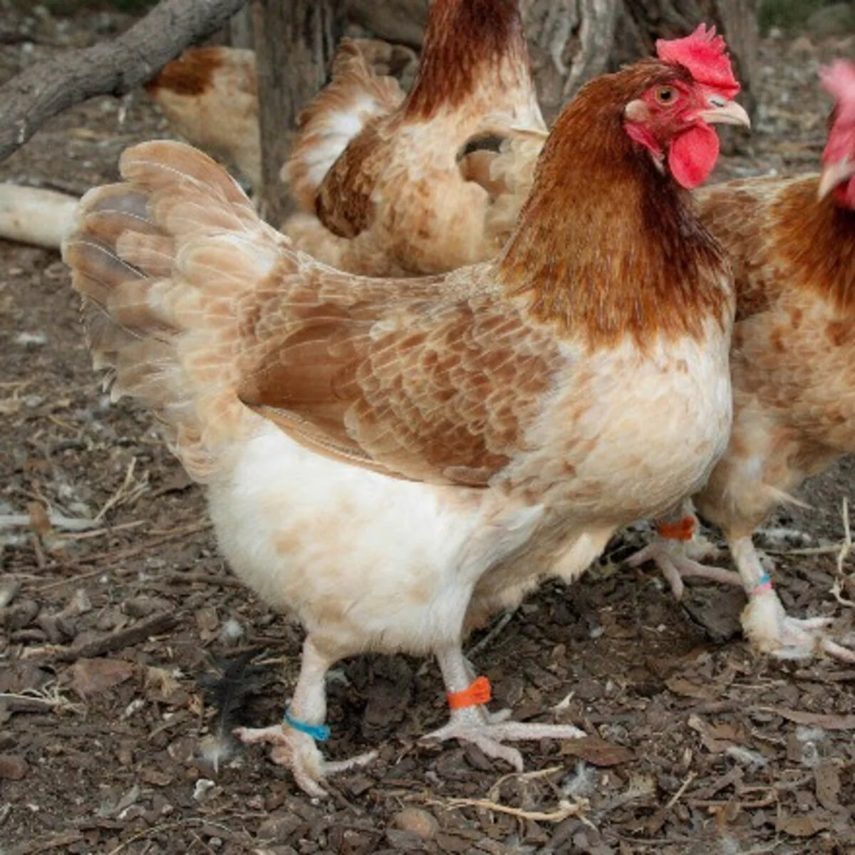 French Wheaten Marans - Image 2