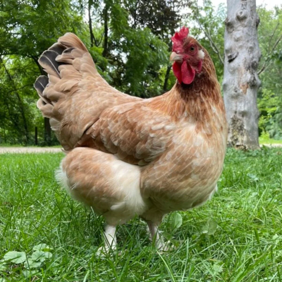 French Wheaten Marans - Image 3