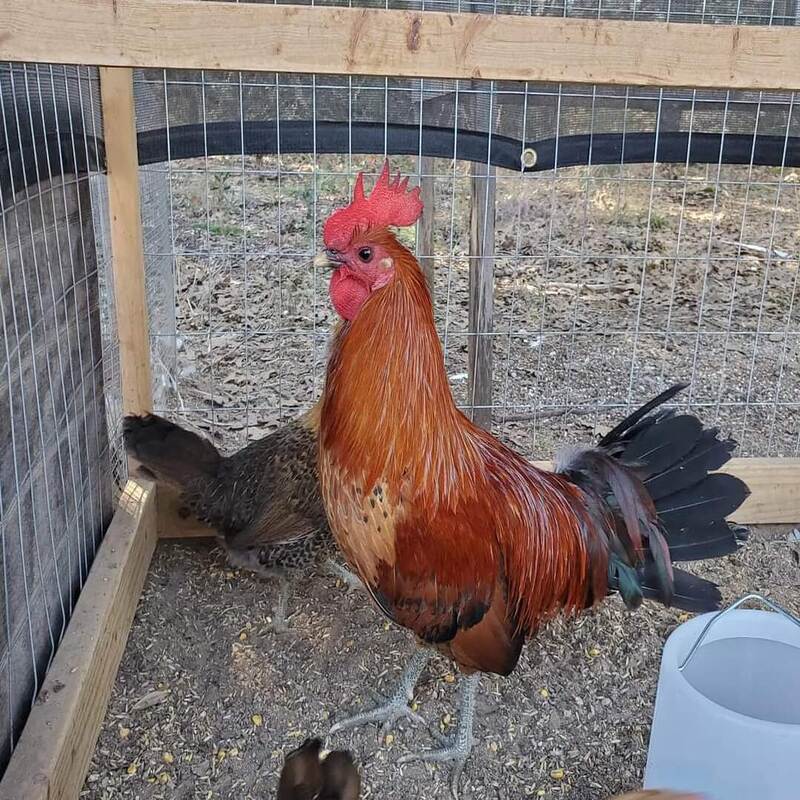 Ginger Red Old English Game Bantam