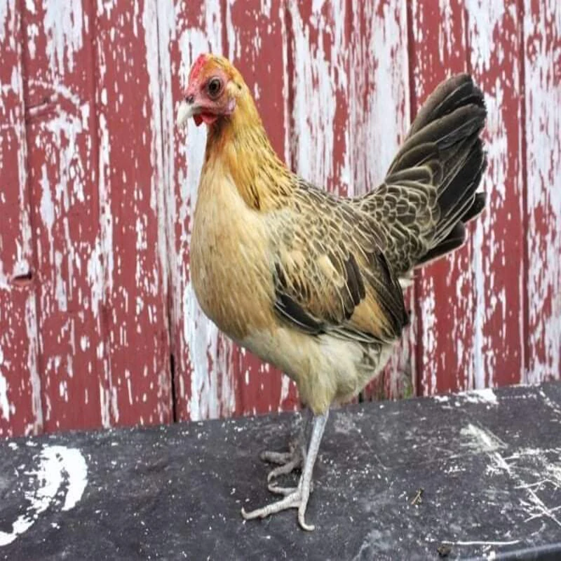 Ginger Red Old English Game Bantam - Image 2