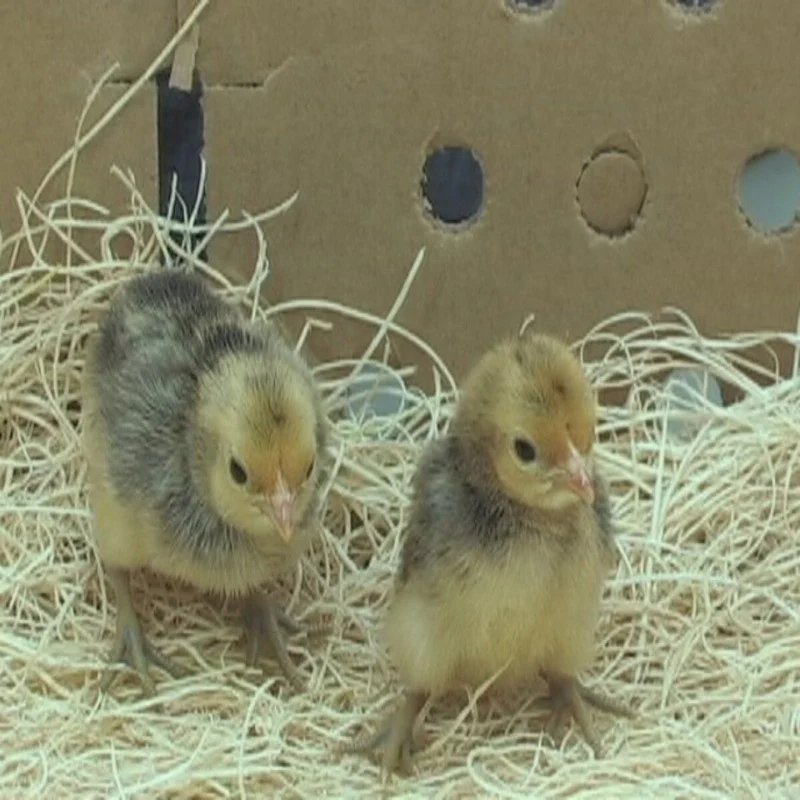 Ginger Red Old English Game Bantam - Image 3
