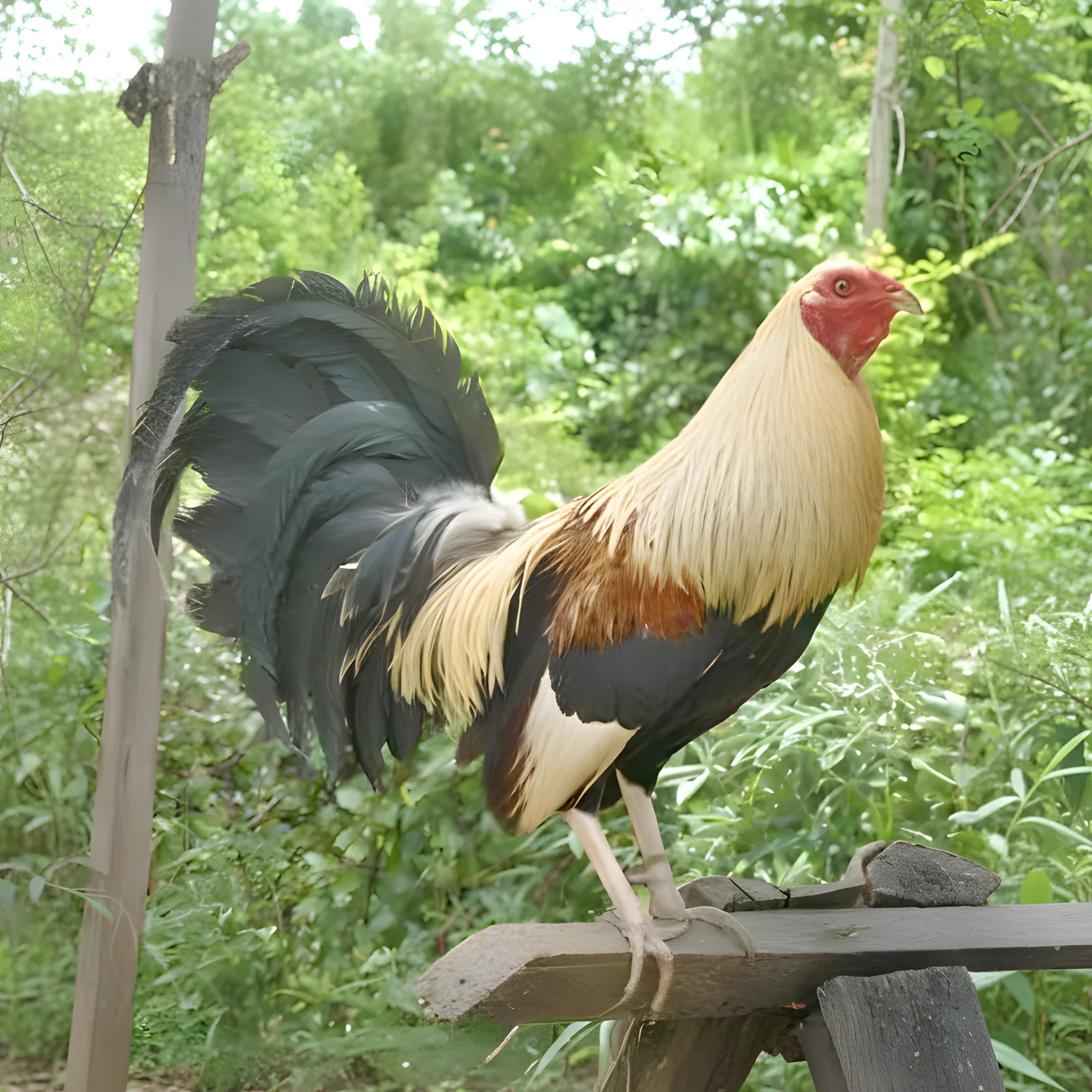 Golden Duckwing Phoenix Standard Chicken - Image 3