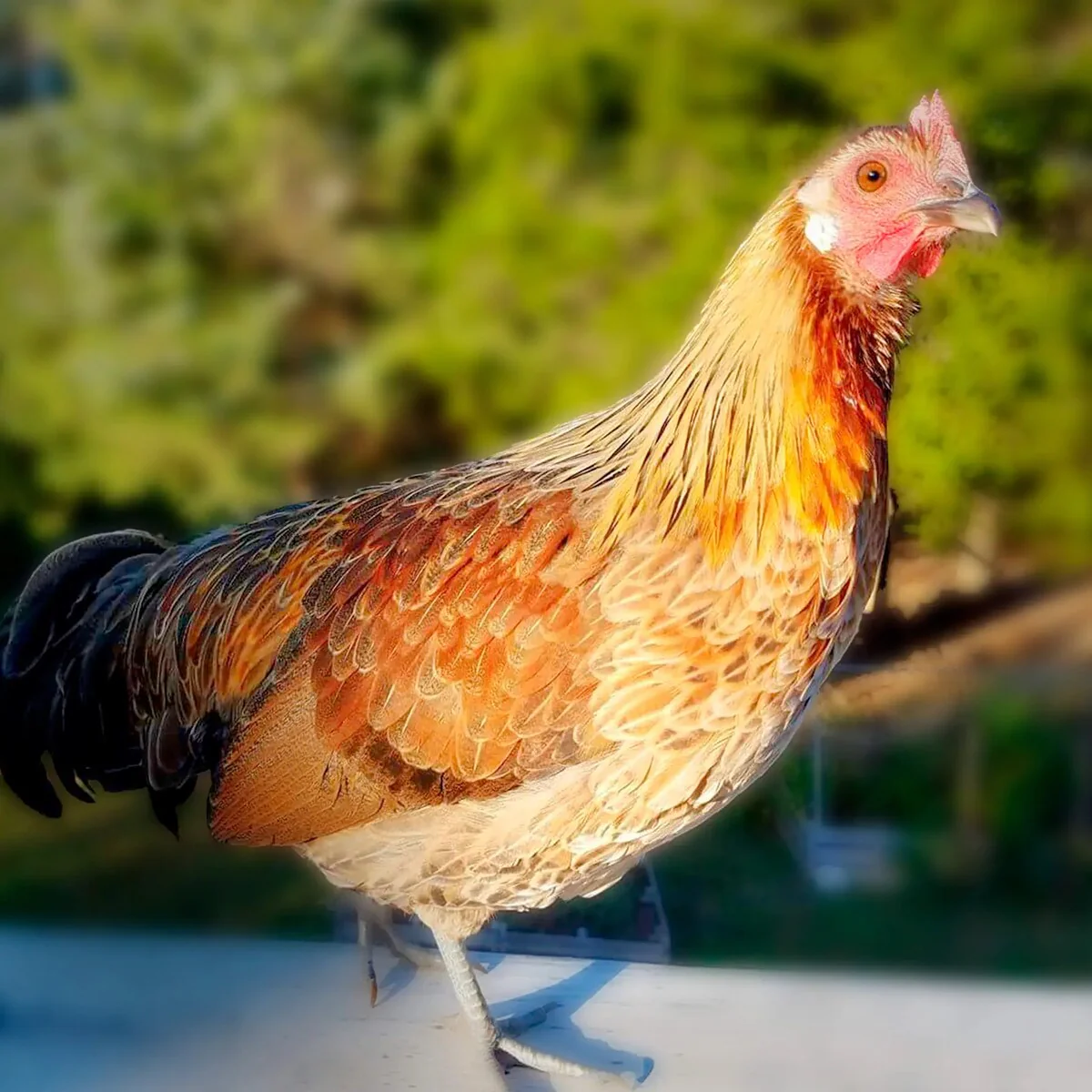 Golden Duckwing Phoenix Standard Chicken - Image 4