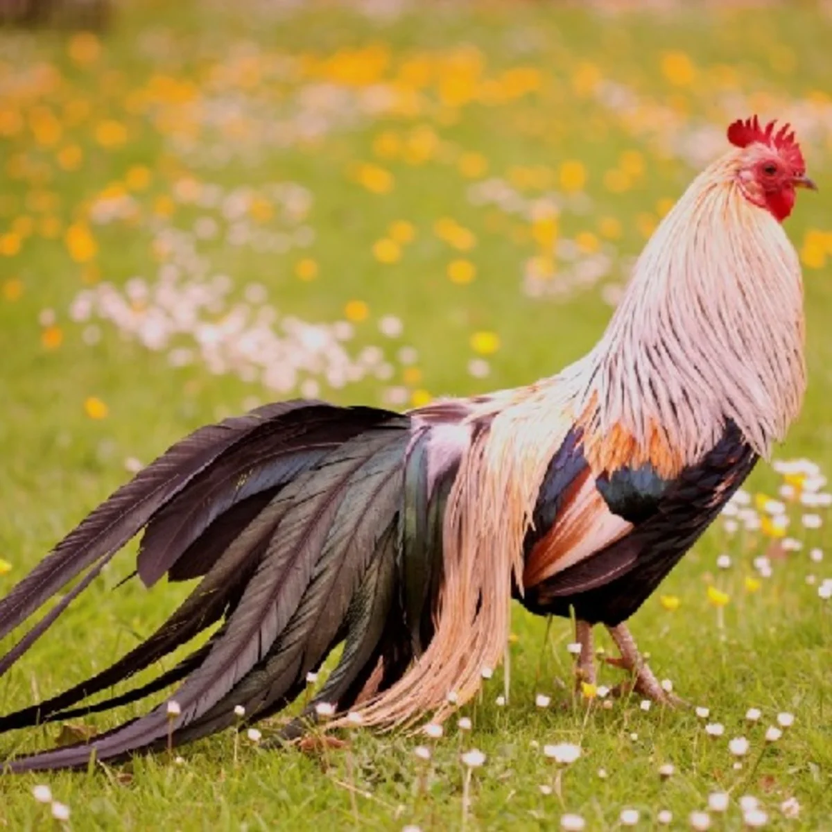 Golden Duckwing Phoenix Standard Chicken - Image 5