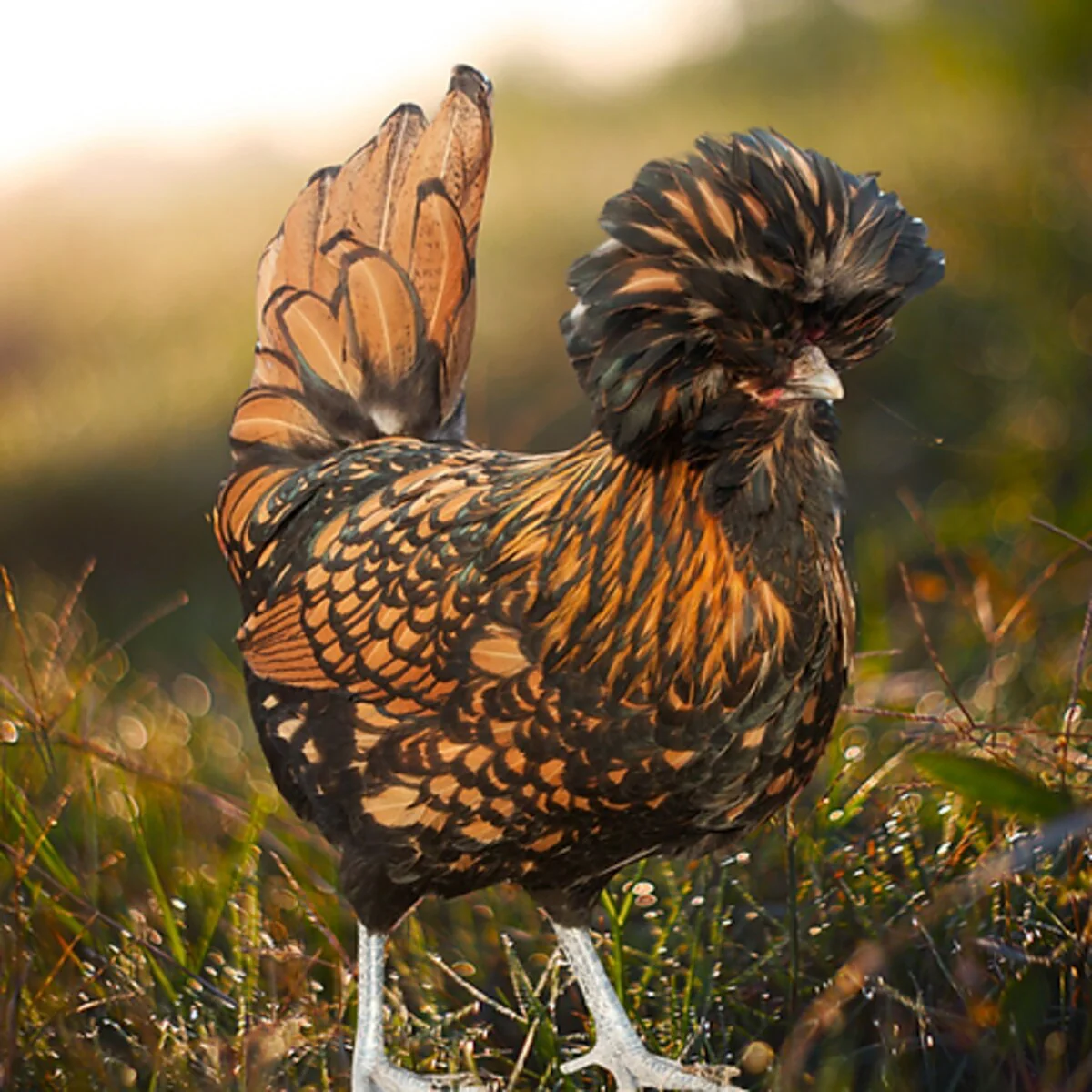 Golden Laced Polish Chicken - Image 3