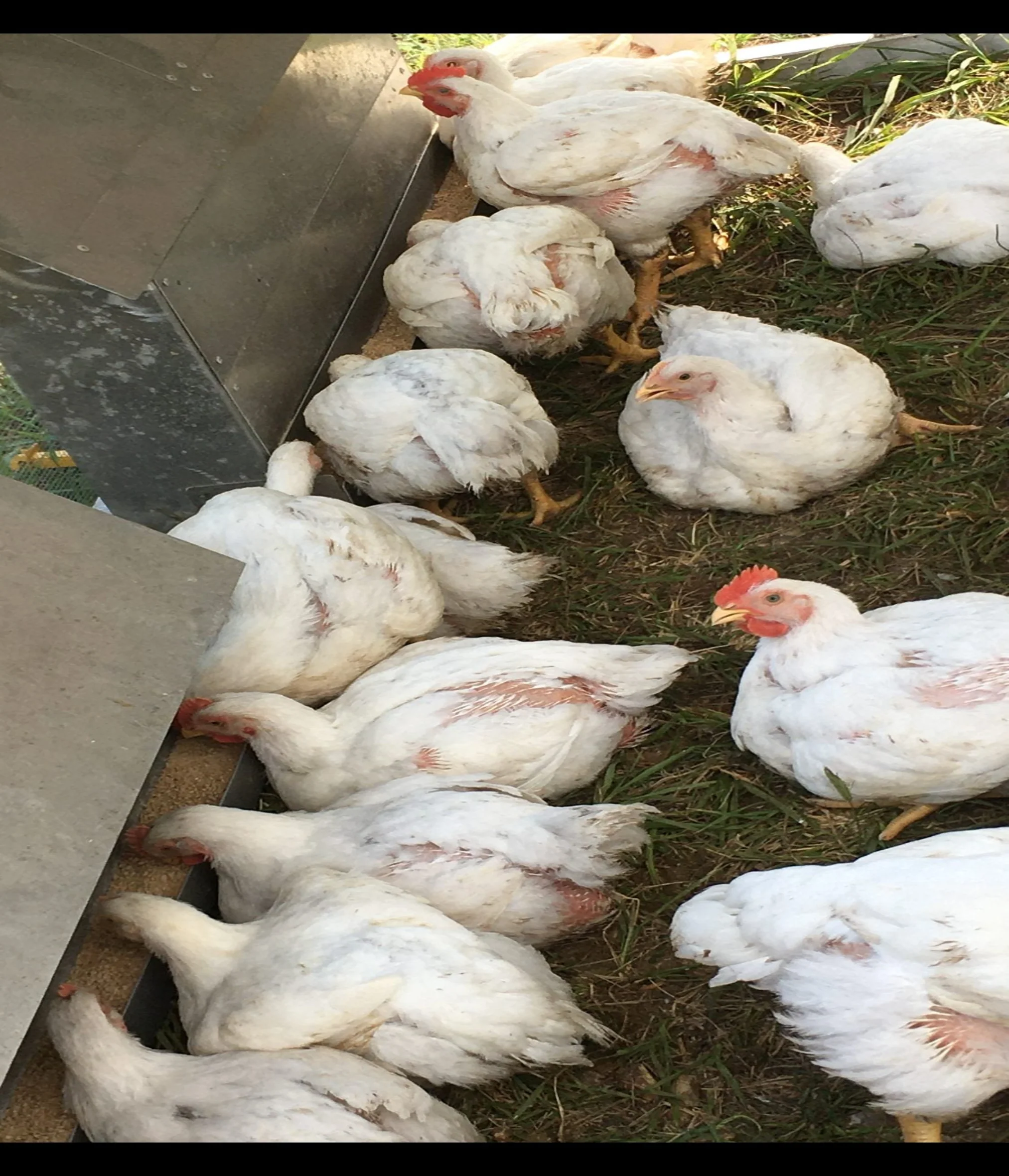 Jumbo Cornish Cross Chicken - Image 2