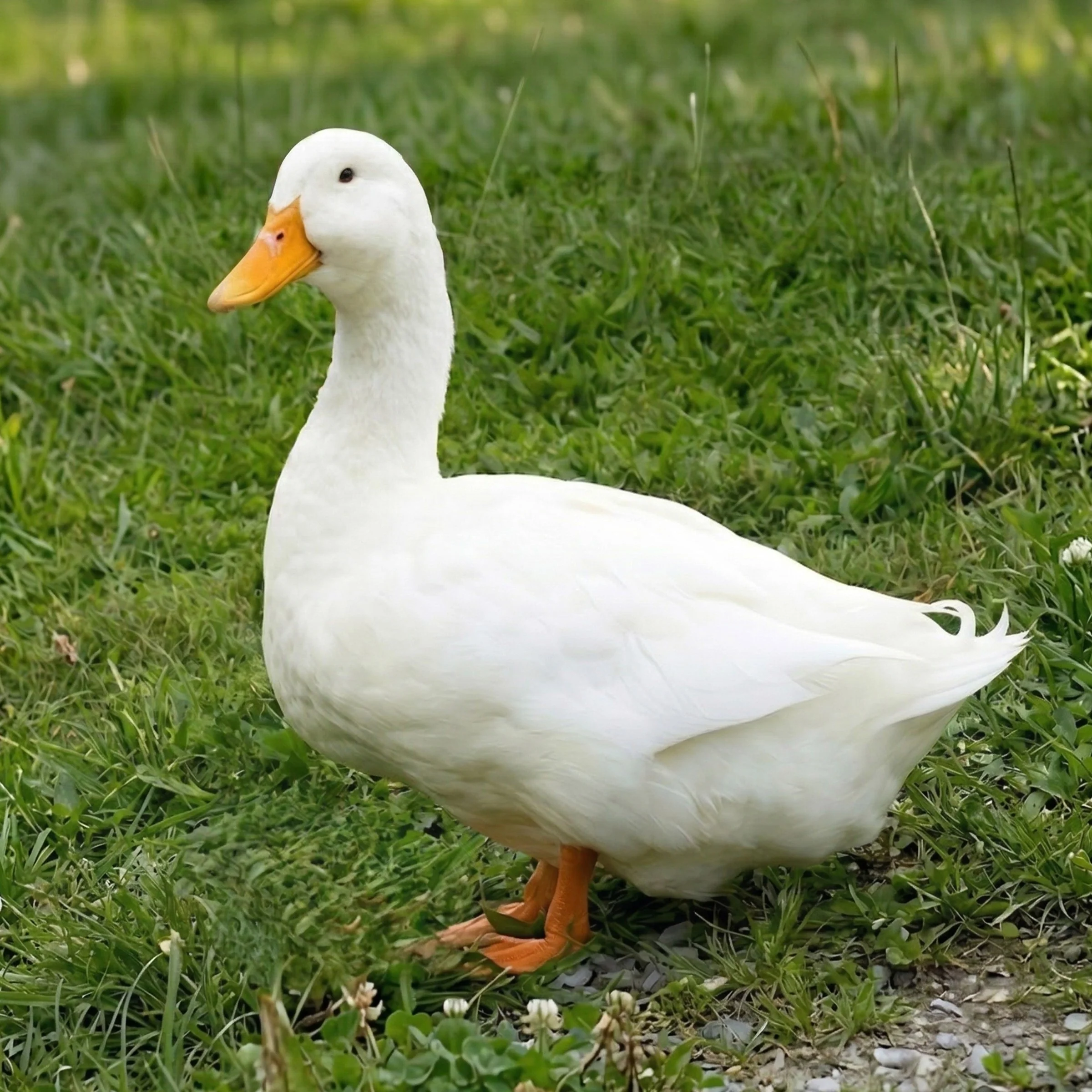 Hatching Eggs for Sale — Chickens, Ducks, Turkeys, and More