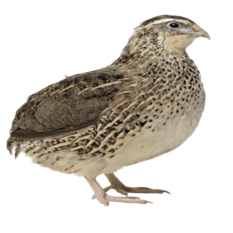 Jumbo Pharaoh Coturnix Quail Hatching Eggs - Image 3