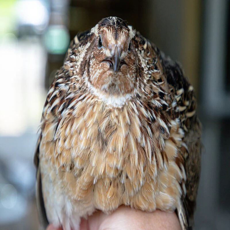 Jumbo Pharaoh Coturnix Quail Hatching Eggs - Image 5