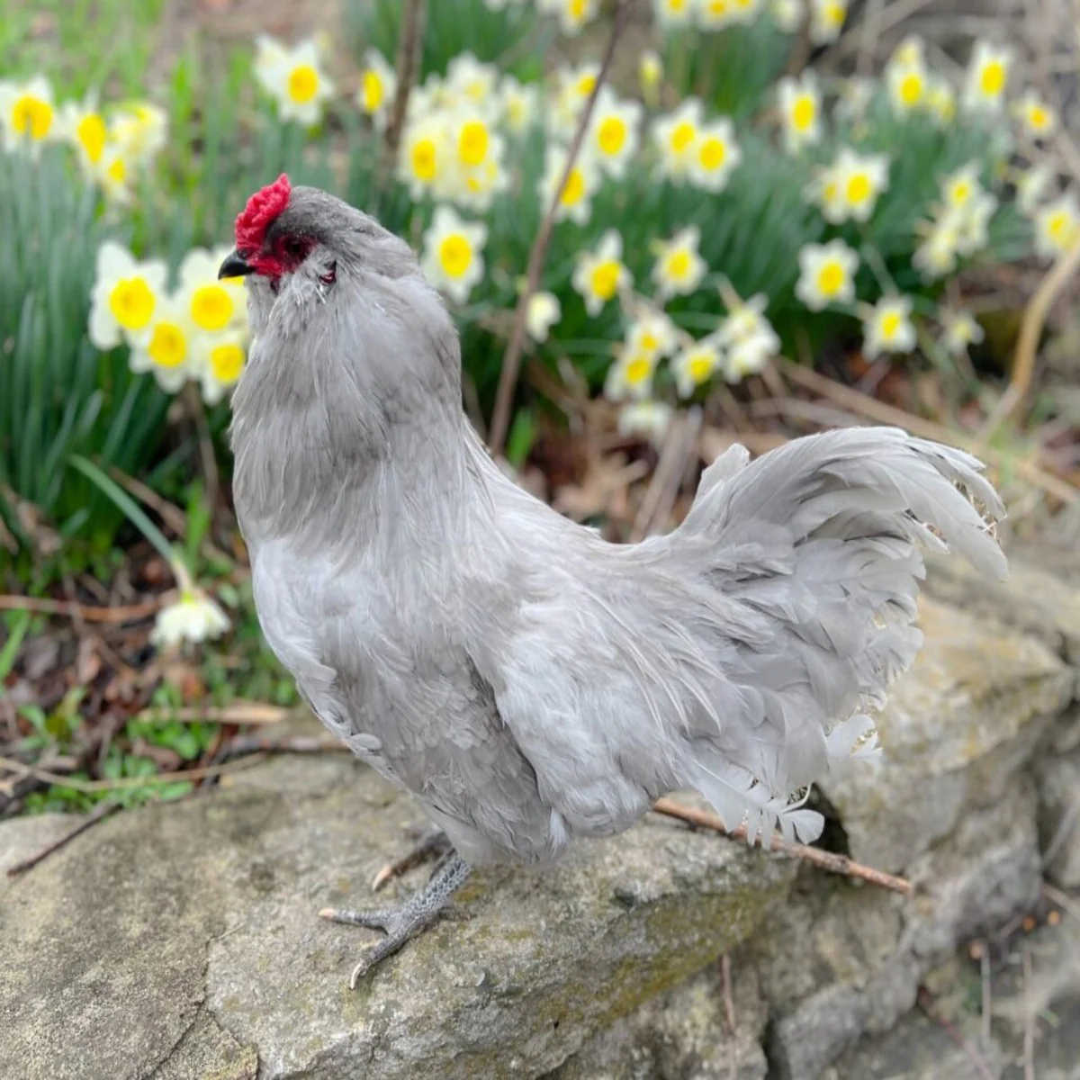 Lavender Ameraucana - Image 2