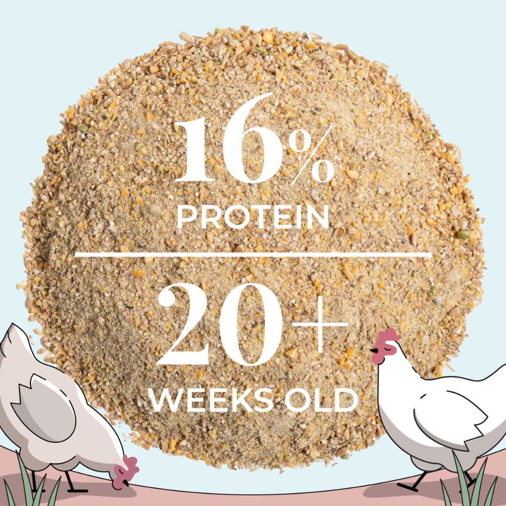 Layer Organic Chicken Feed - Image 15