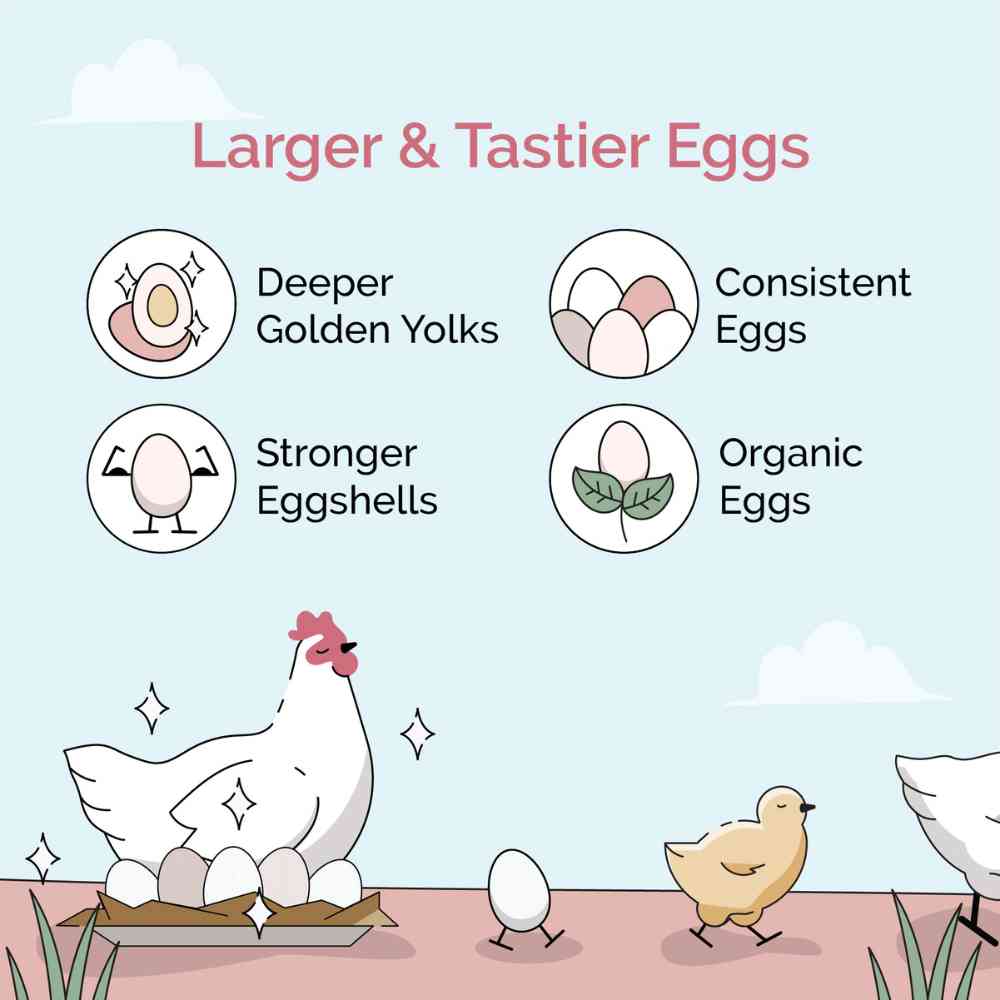 Layer Organic Chicken Feed - Image 23