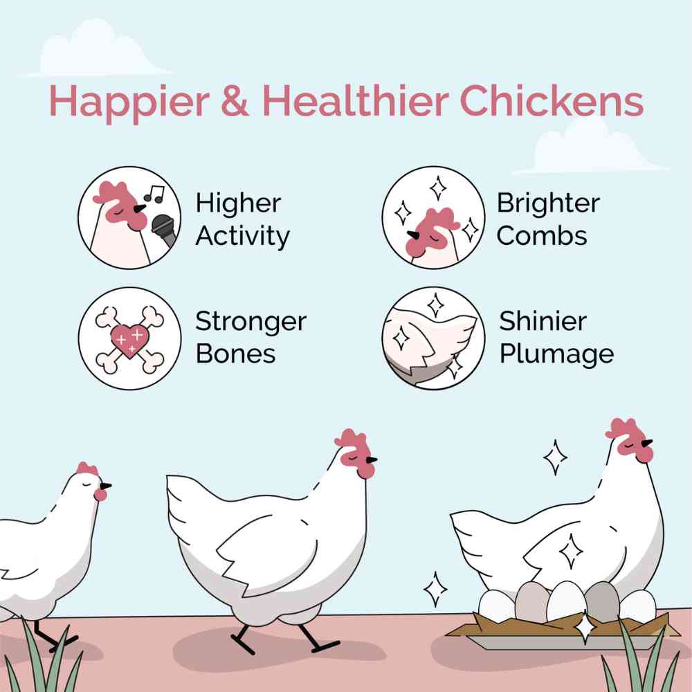 Layer Organic Chicken Feed - Image 24