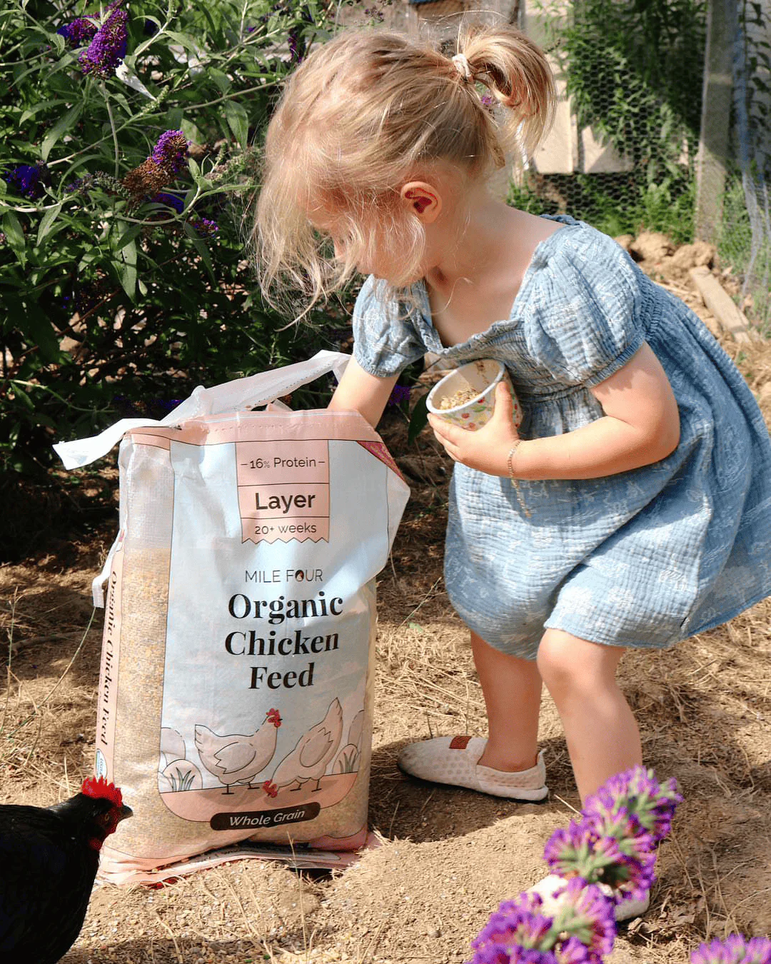 Layer Organic Chicken Feed - Image 30