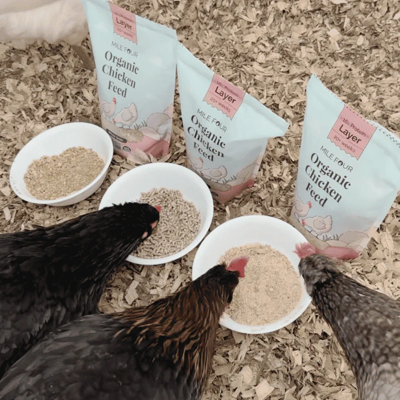 Layer Organic Chicken Feed - Image 33