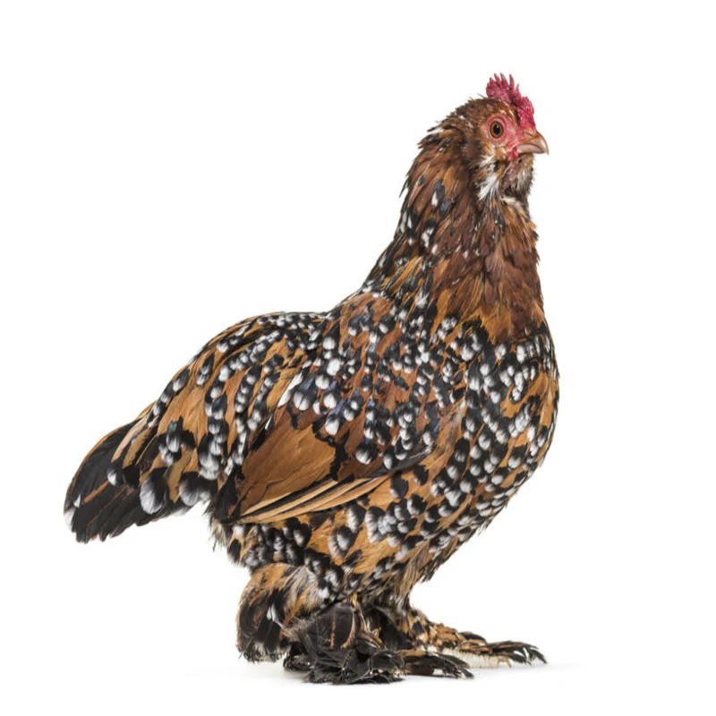 Mille Fleur d’Uccles Bantam - Image 5