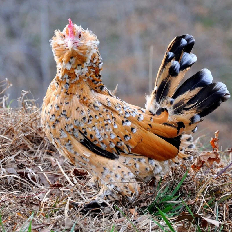 Mille Fleur d’Uccles Bantam - Image 6