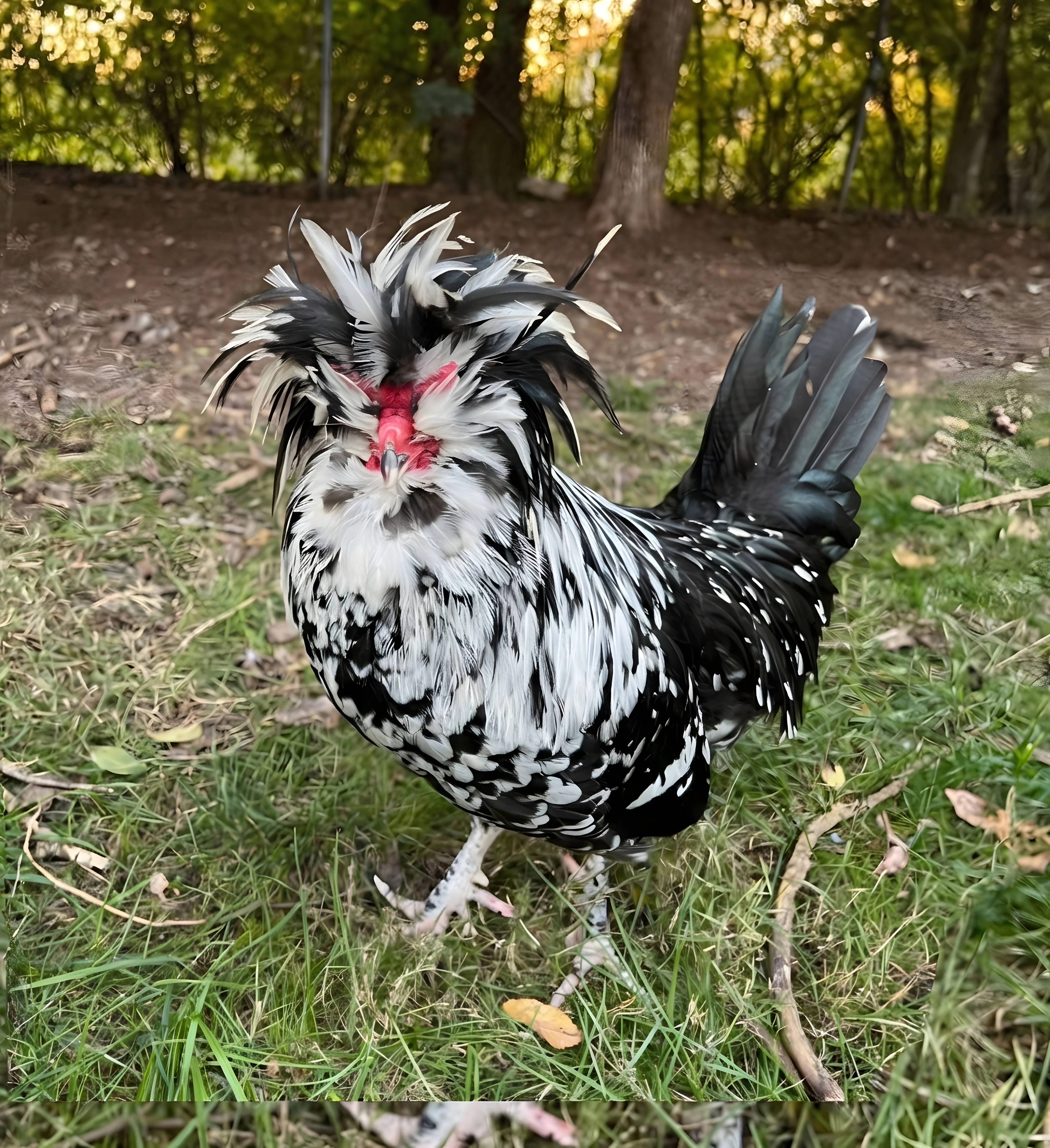 Mottled Houdan