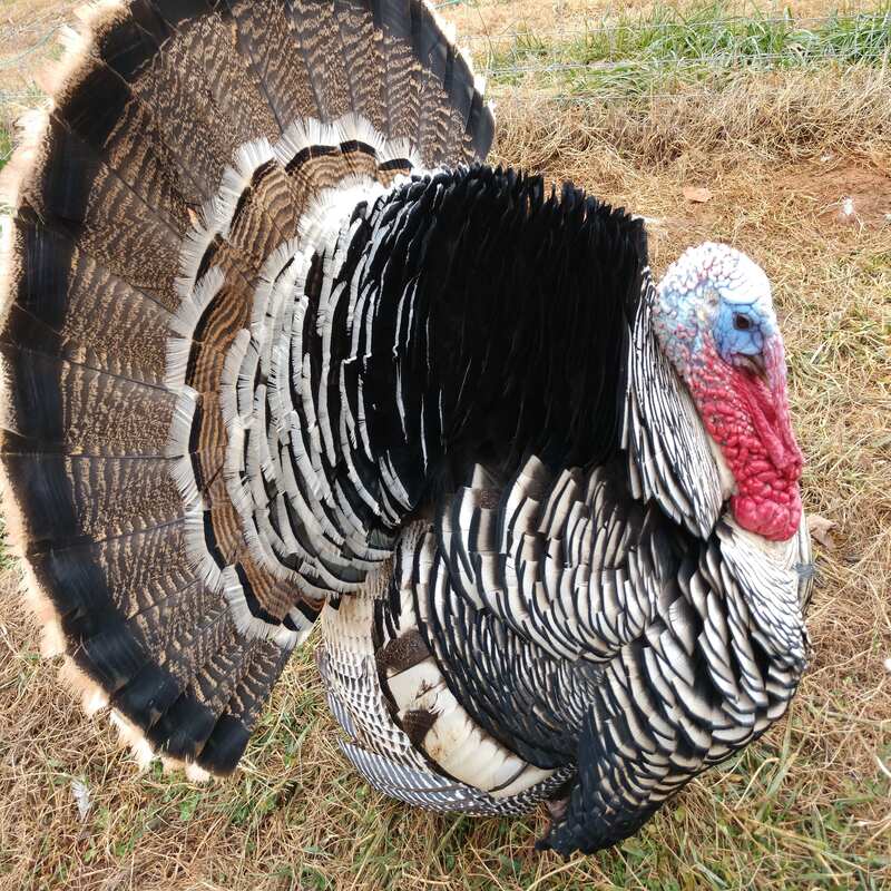 Narragansett Turkey - Image 5