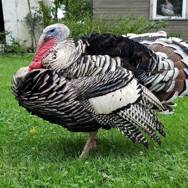 Narragansett Turkey - Image 6