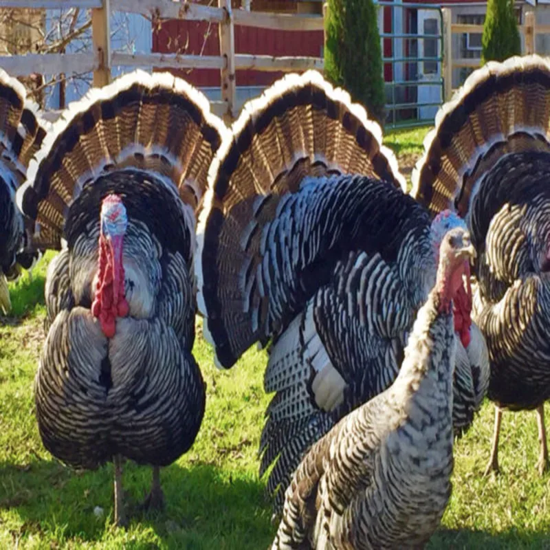 Narragansett Turkey - Image 7