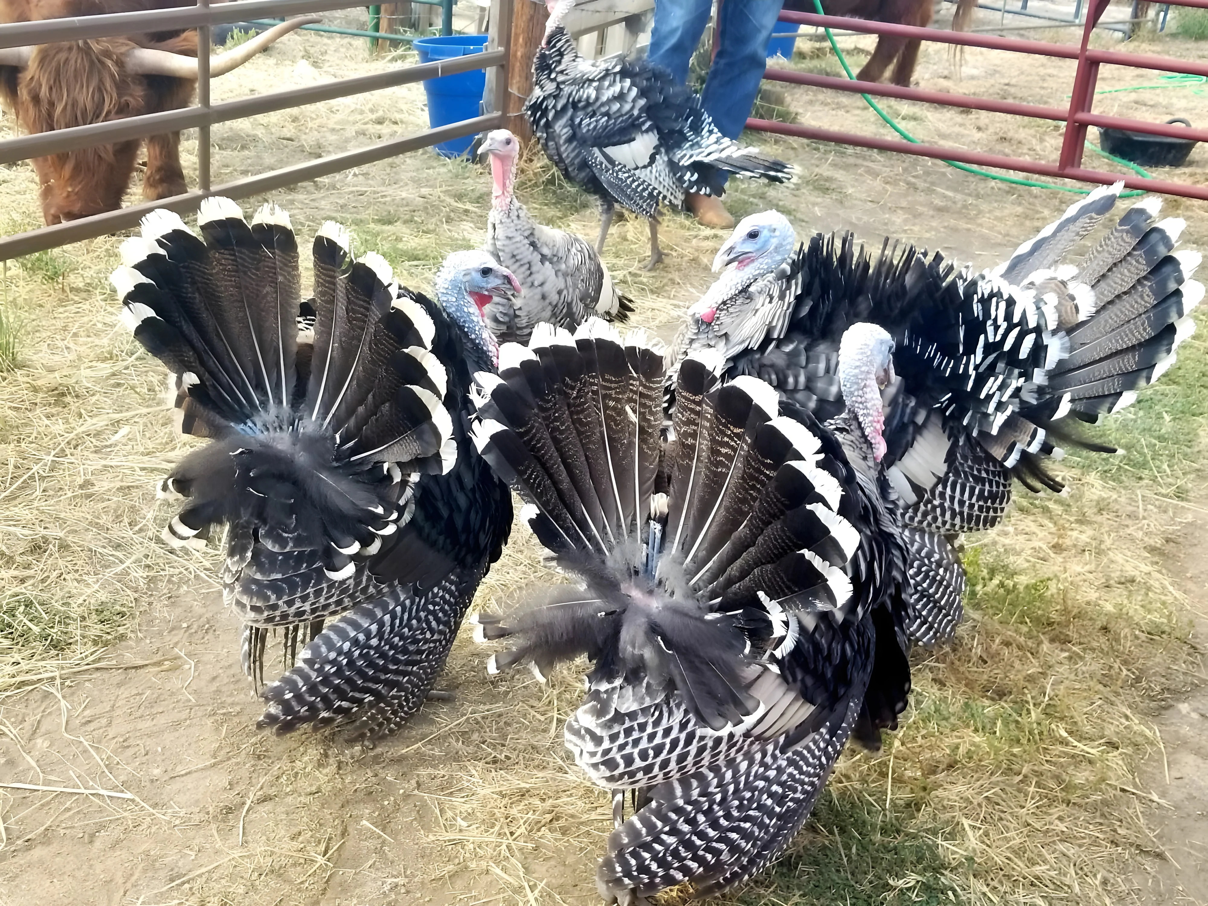 Narragansett Turkey - Image 8