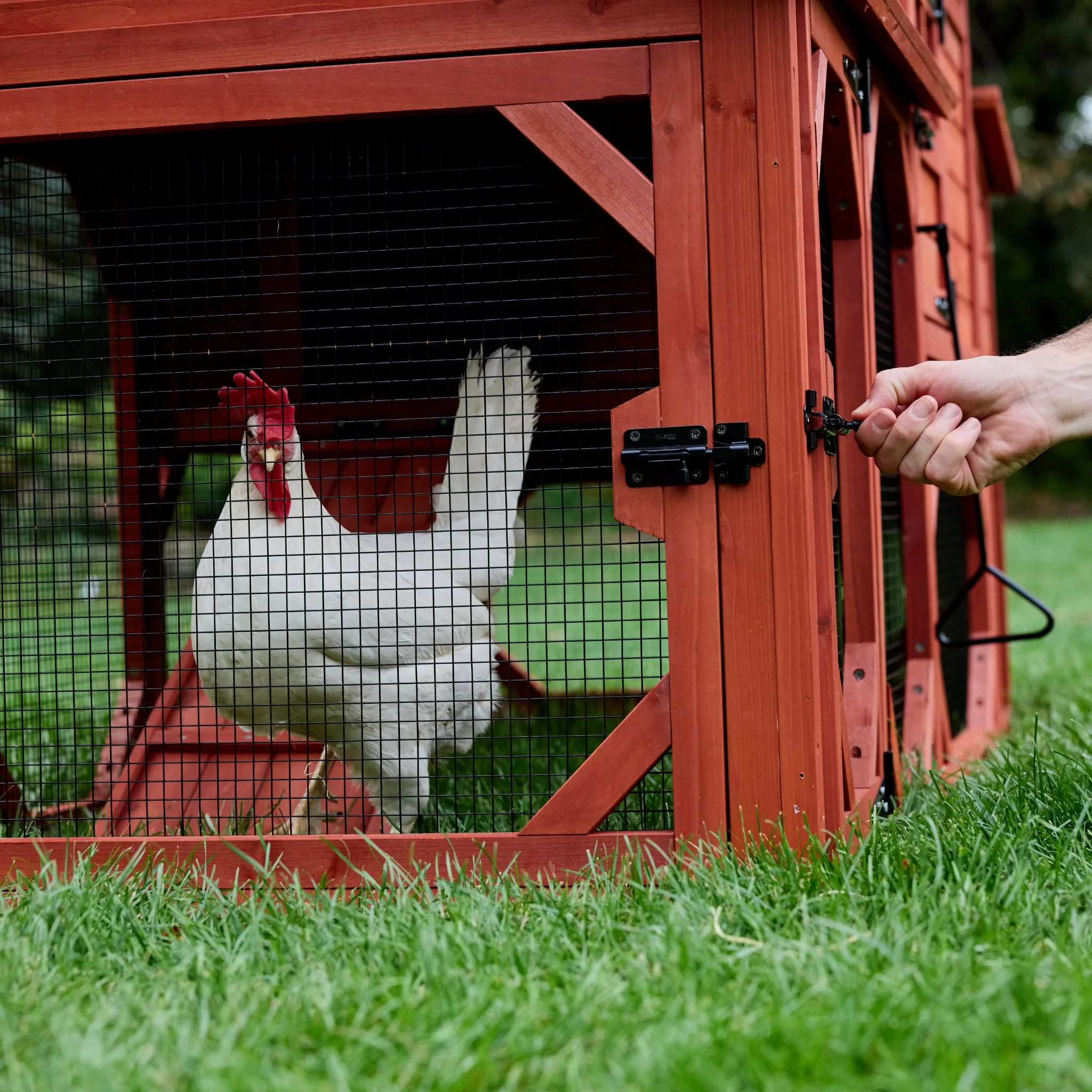 Chicken Coop for 4 Chickens – Leghorn Cottage Chicken Coop - Image 10