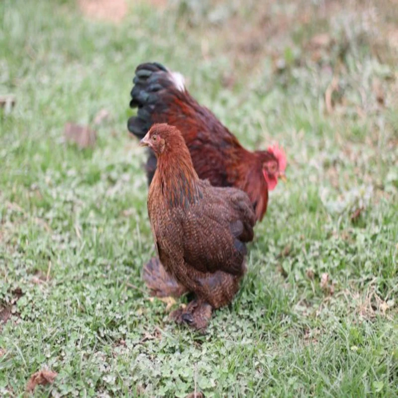 Partridge Cochin Bantam - Image 3