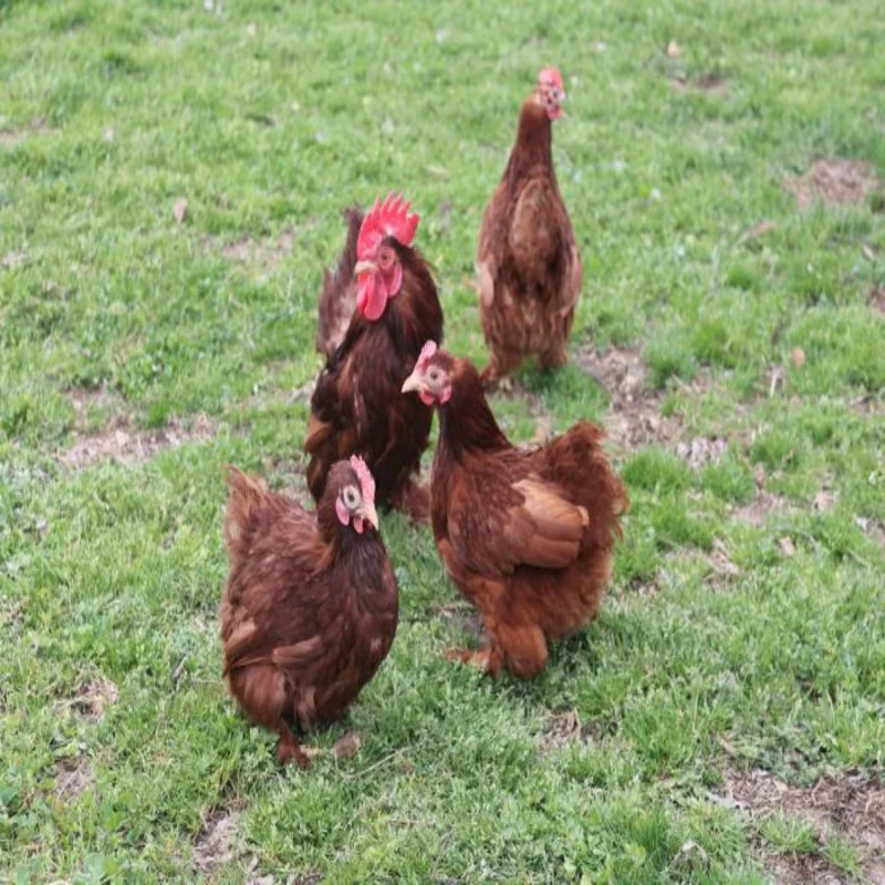 Red Cochin Bantam - Image 3