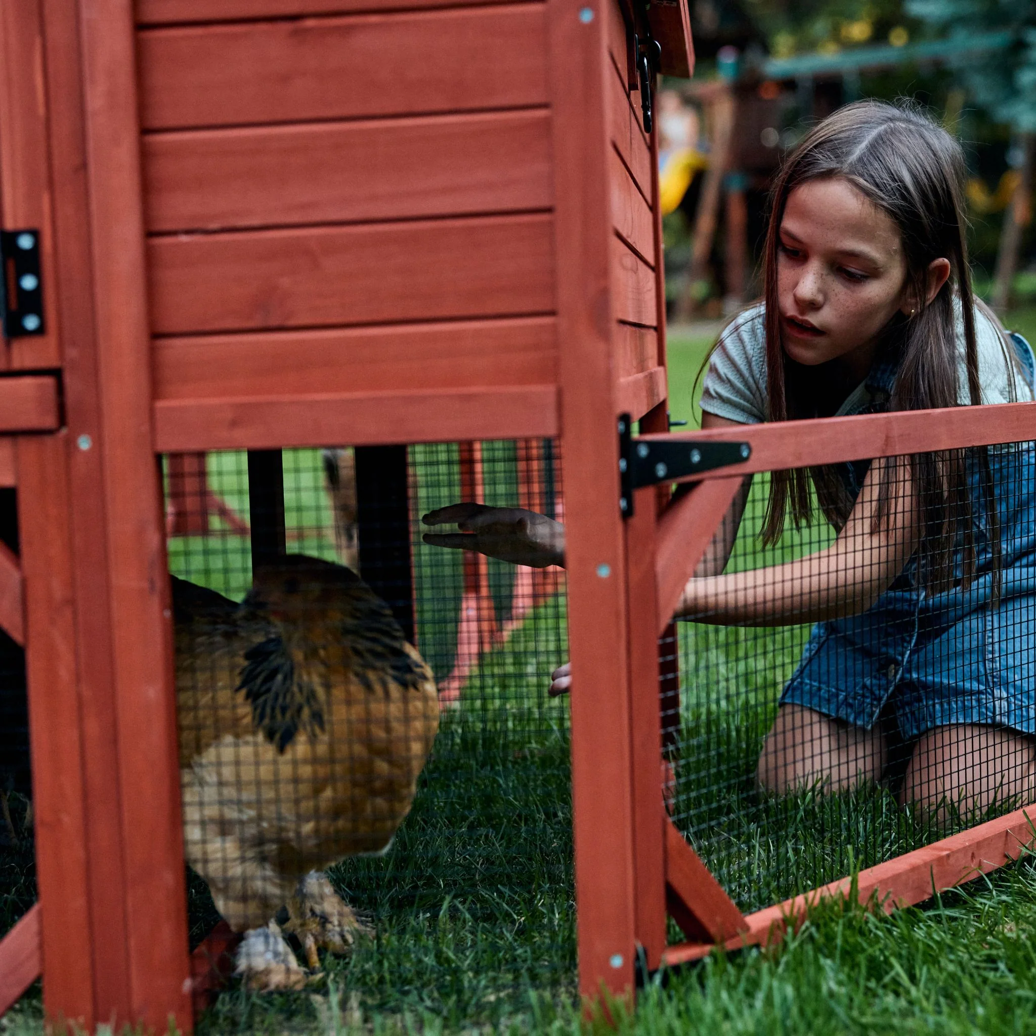 BUNDLE: Rhode Island Chicken Coop + Run Extension + Run Roof - Image 24