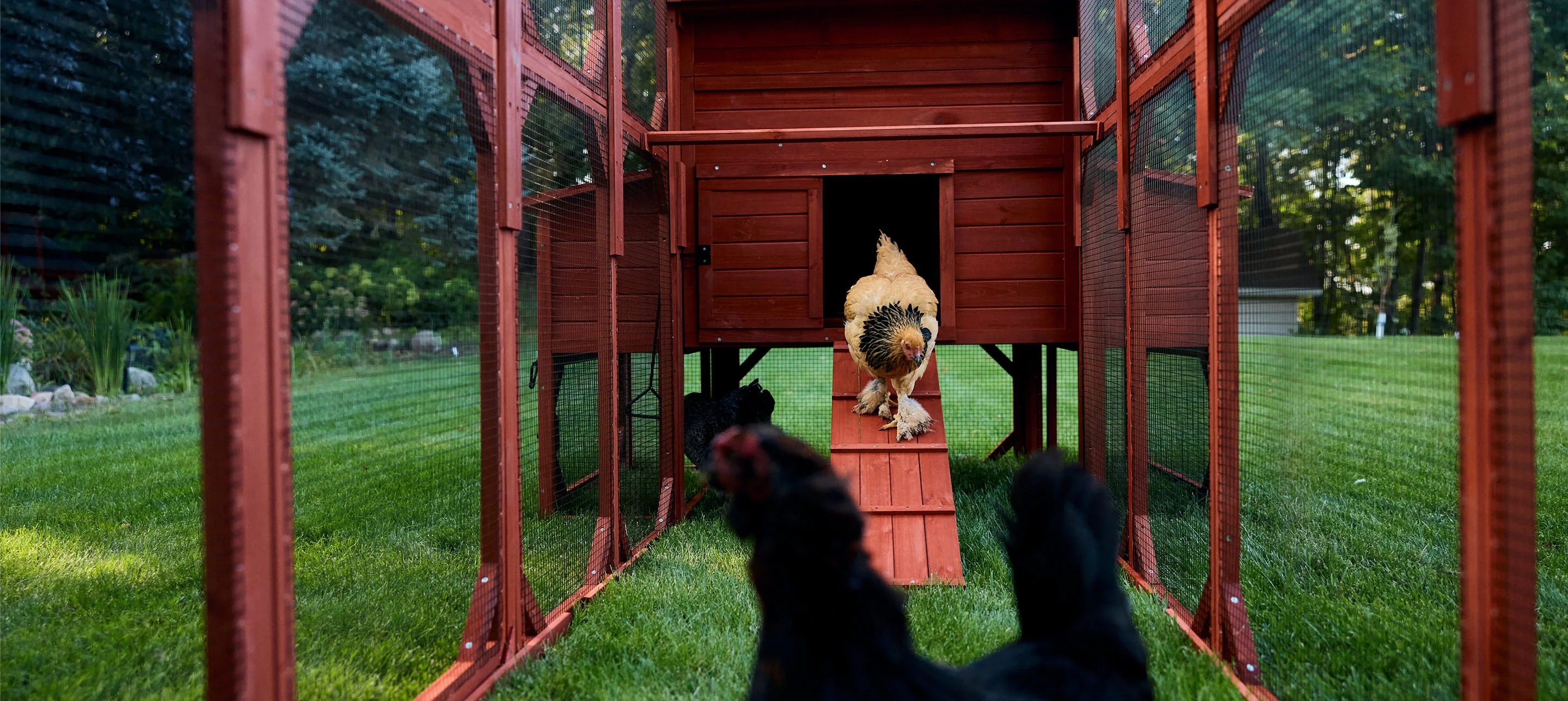 BUNDLE: Rhode Island Chicken Coop + Run Extension + Run Roof - Image 8