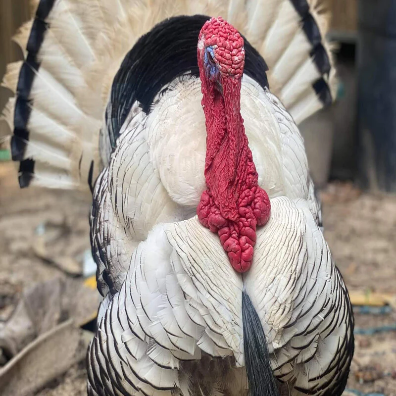 Royal Palm Turkey - Image 3