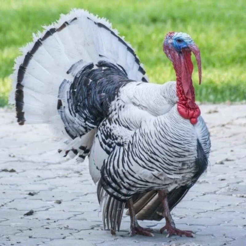 Royal Palm Turkey - Image 4