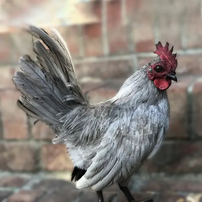 Self Blue Old English Game Bantam - Image 3