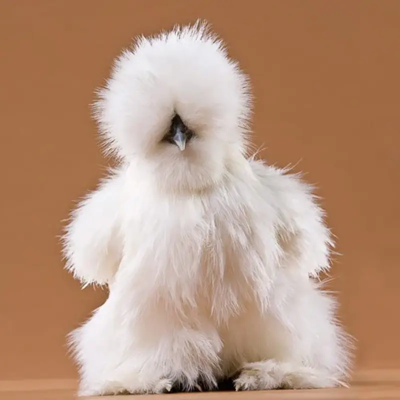 Silkie Bantam Special - Image 3