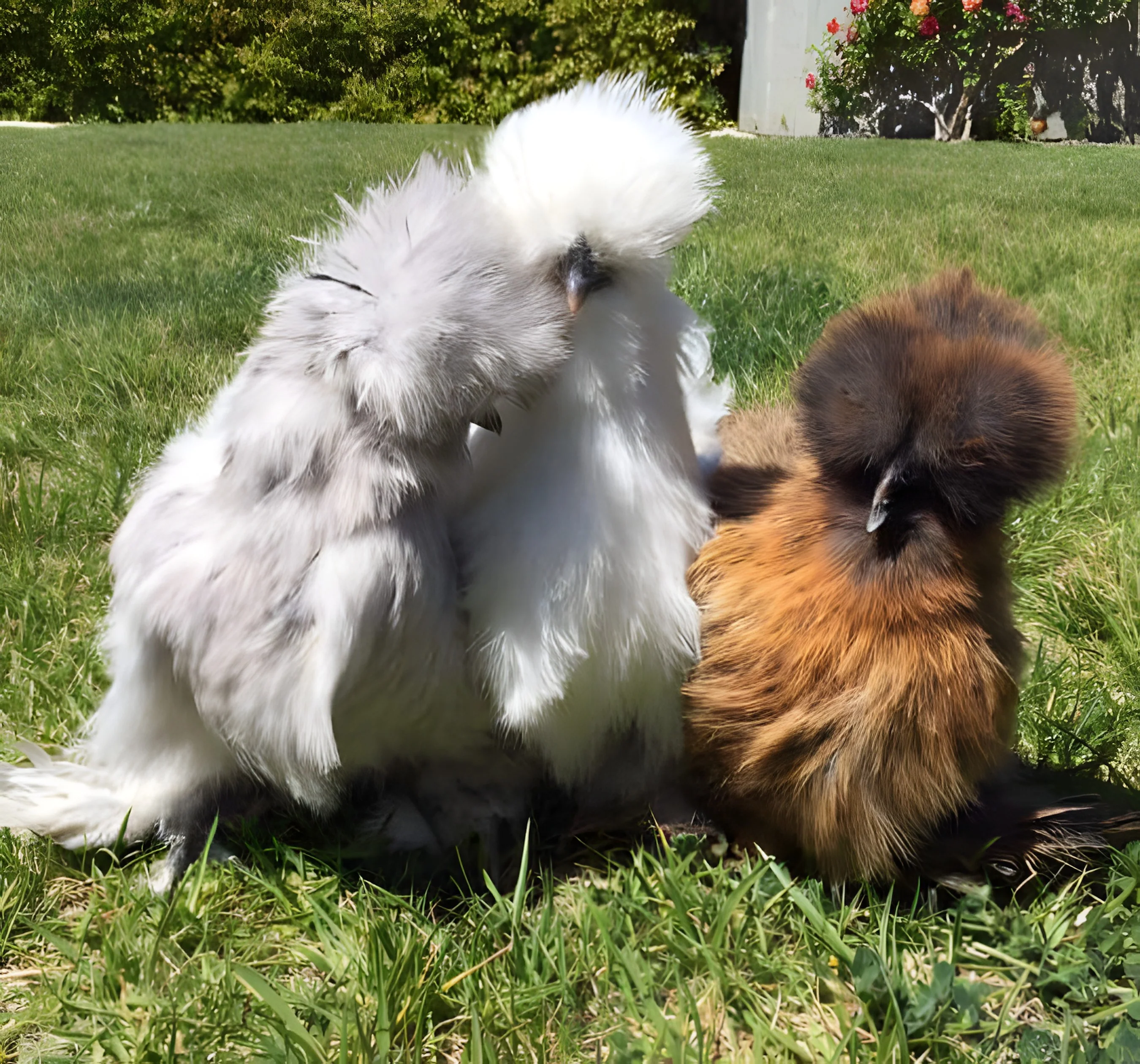 Silkie Bantam Special - Image 4