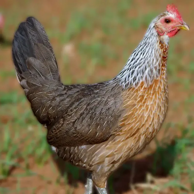 Silver Duckwing Jungle Fowl Standard Old English - Image 3