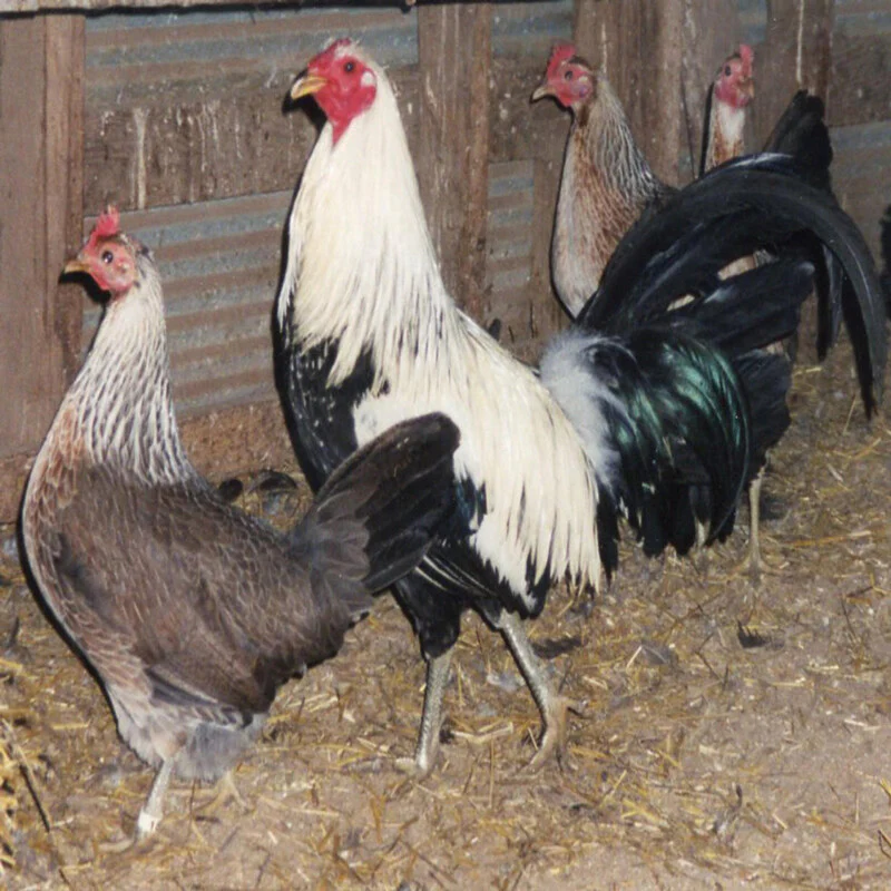 Silver Duckwing Old English Game Bantam - Image 3