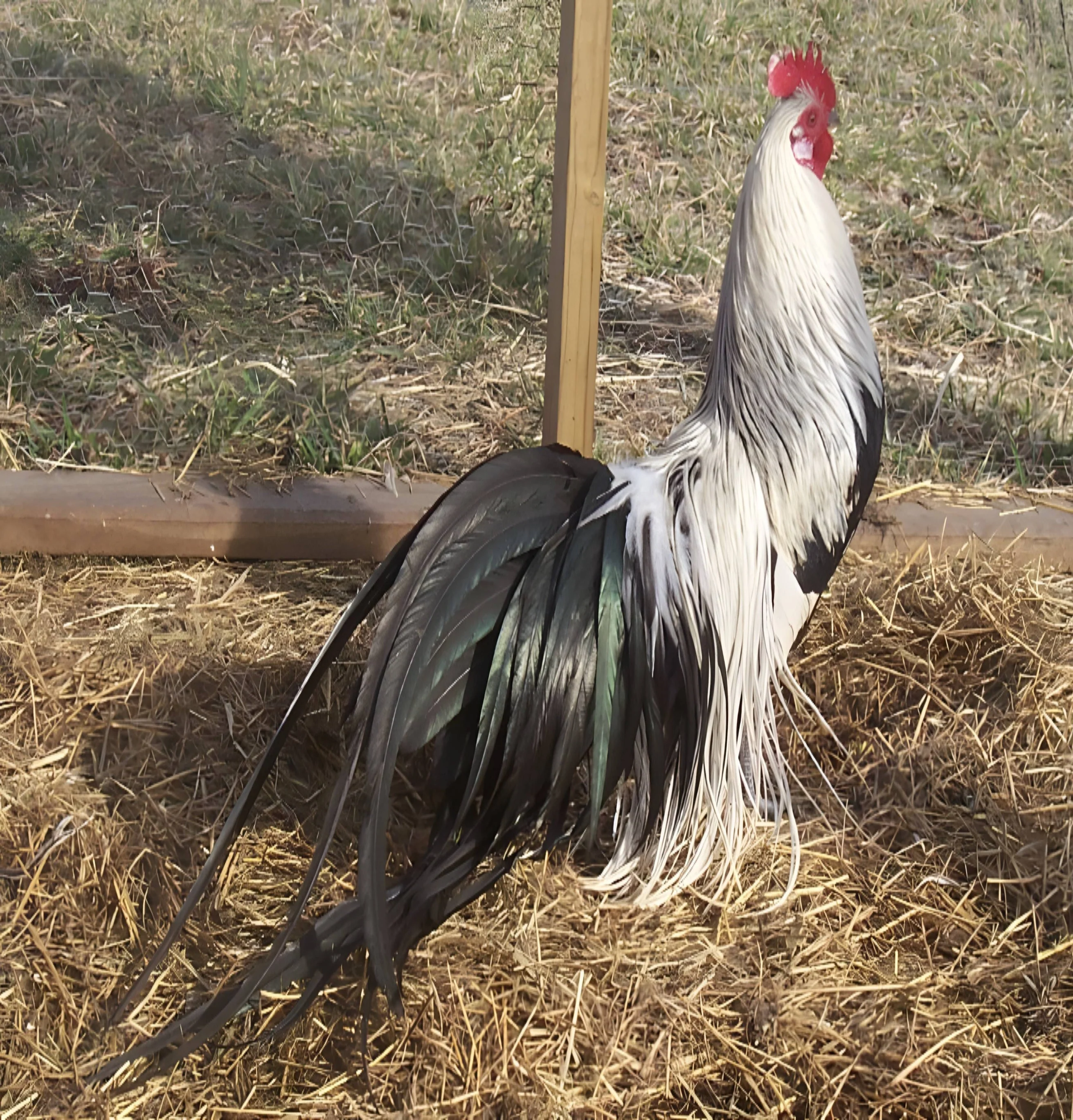 Silver Duckwing Phoenix Standard Chicken - Image 3